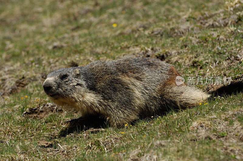 高山土拨鼠 (Marmota marmota)